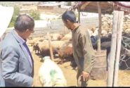 دامداران چگنی عشق و ارادت قلبی خود  به اهل بیت نشان دادند