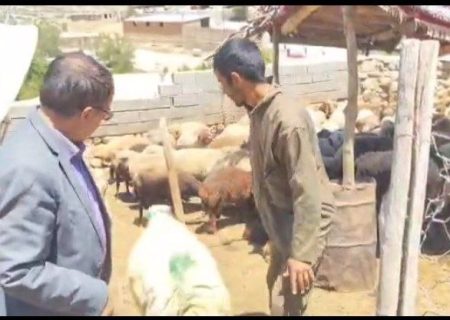 دامداران چگنی عشق و ارادت قلبی خود  به اهل بیت نشان دادند