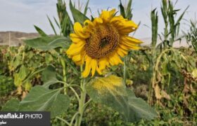 کاستی ماشین‌آلات، رنج برداشت آفتابگردان را دوچندان می‌کند
